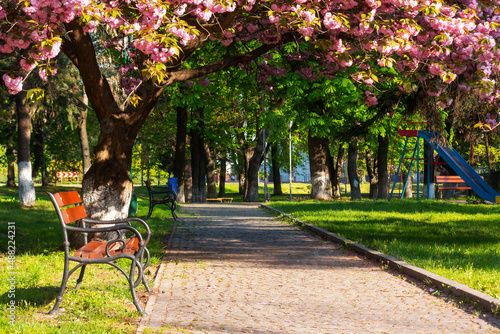 Fototapeta Naklejka Na Ścianę i Meble -  park with japanese sakura trees in spring. beautiful urban scenery in morning light. bench beneath a pink blossoming branches