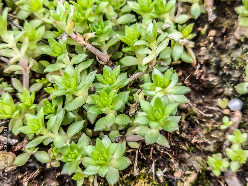 Obraz premium Stringy stonecrop plant - close up view