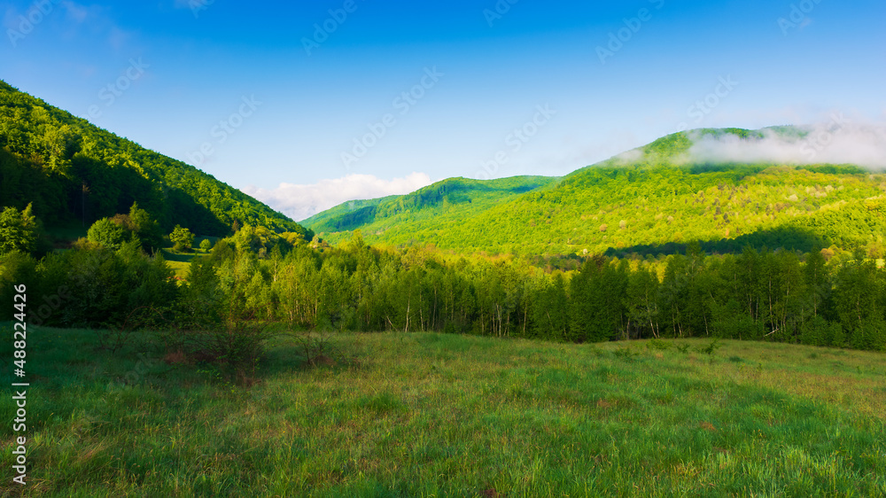 green rural landscape in the morning. grassy pasture at the foot of the forested mountain. fog and cloud evaporating of the trees. sunny weather with blue sky