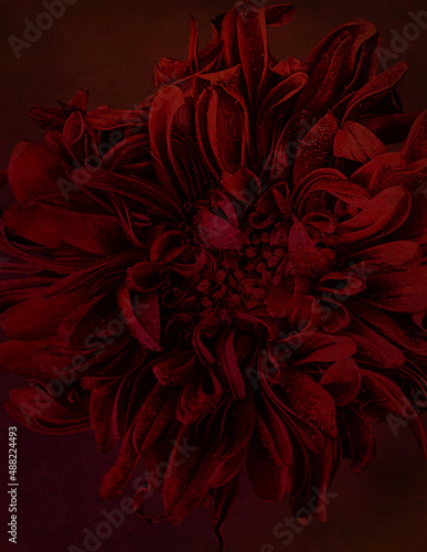 Red Flower Texture