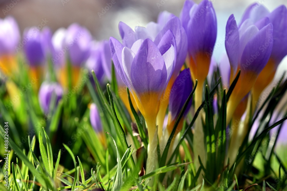 Violett-gelbe Krokusse im Grünen Violett-gelbe Krokusse im Grünen