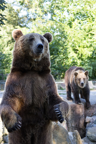 brown bear cub