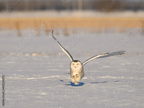Female Snowy Owl Landing on Farmers Field Covered in Snow in Winter © FotoRequest