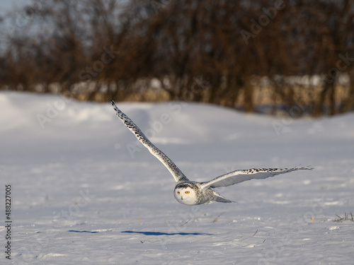 Female Snowy Owl Flying Low Over  Farmers Field Covered in Snow in Winter
