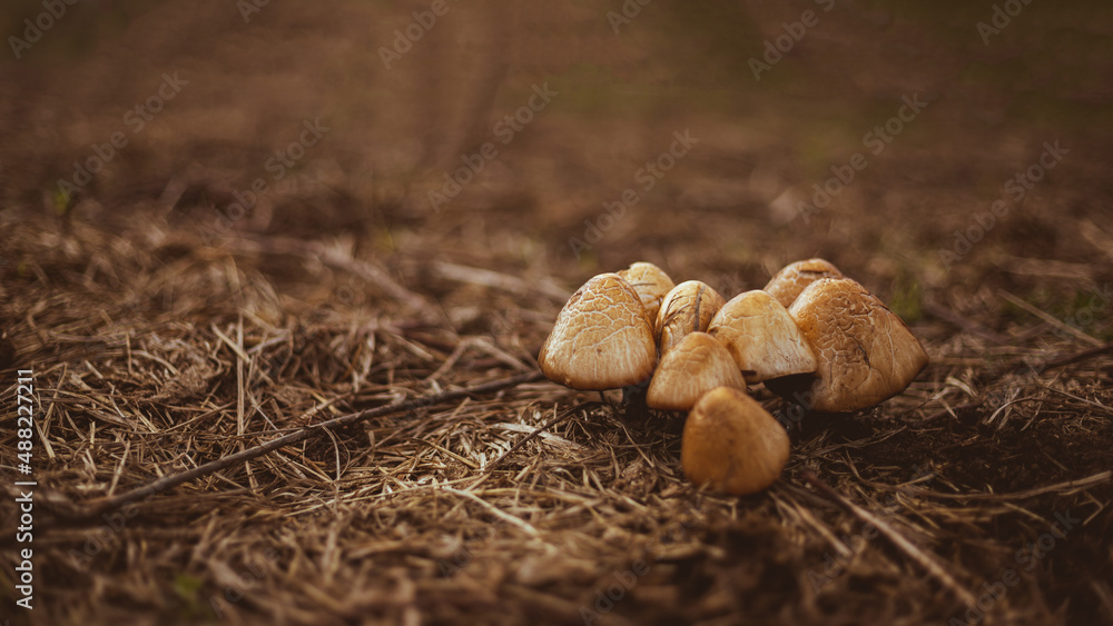 cluster of old wrinkled mushrooms growing in dry grass or hay in meadow