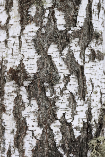 Background image of birch bark in the wild