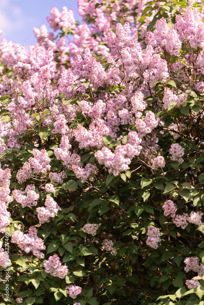 A large flowering lilac shrub. Abundant spring flowering in gardens and parks