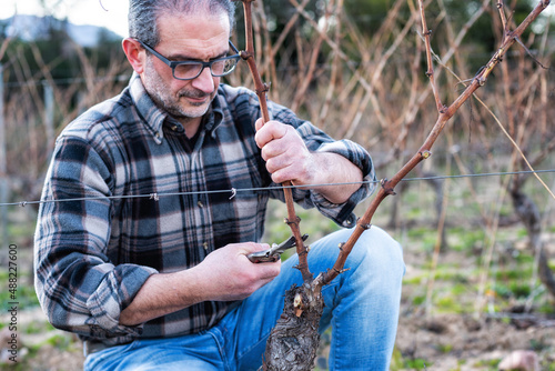 Photography Winegrower pruning the vineyard with professional steel scissors