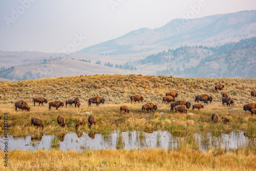 Lamar bison herd, Yellowstone National Park, Wyoming