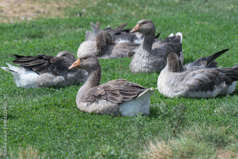 Gray beautiful geese in a pasture in the countryside walk on the green grass. Livestock farm birds. Animal breeding. Gray beautiful geese in a pasture in the countryside walk on the green grass. Livestock farm birds. Animal breeding.