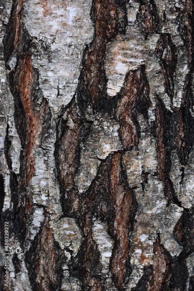 Fototapeta premium Background image of birch bark in the wild
