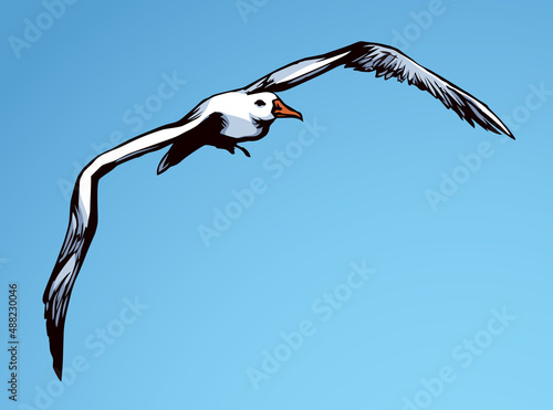 Seagull in flight. Vector drawing