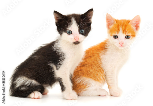 Fototapeta Naklejka Na Ścianę i Meble -  Two small kitten.