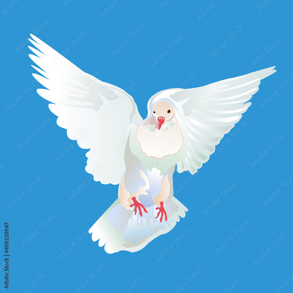 Fototapeta premium white dove flying in the sky