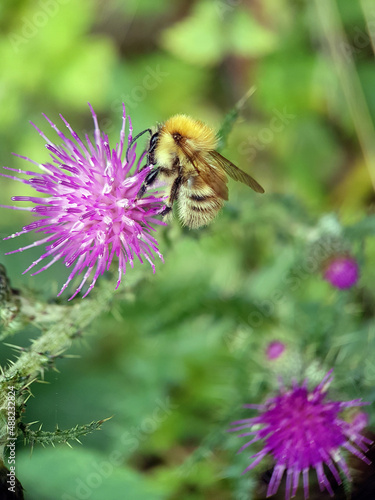 bee on a flower © Jennifer