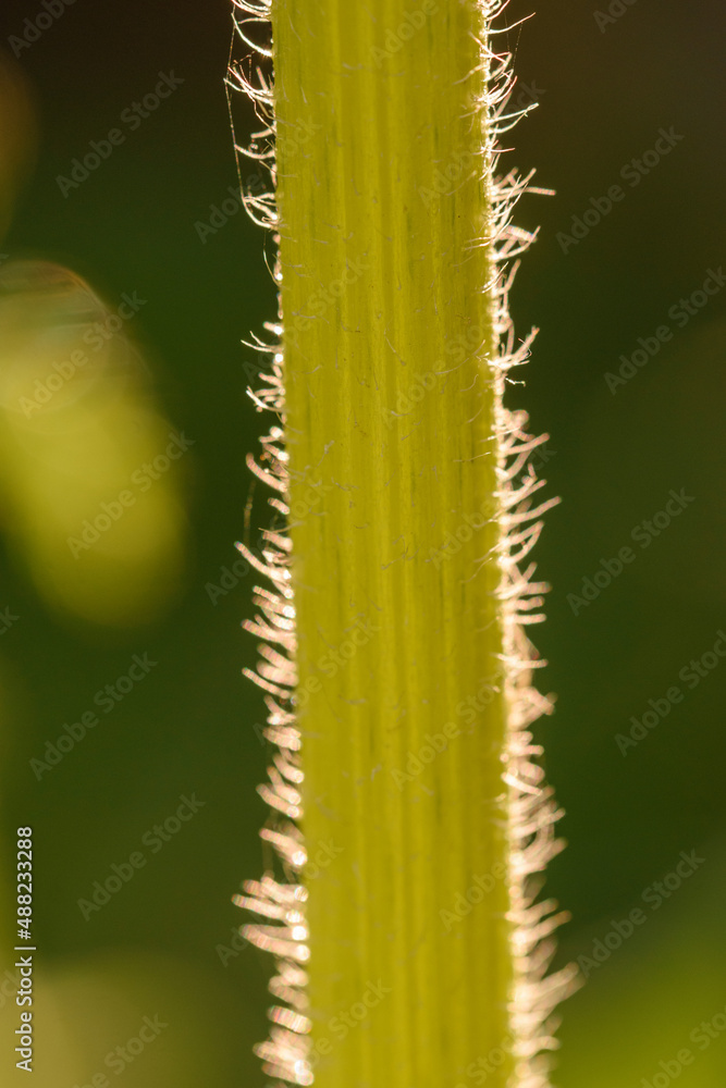 Fototapeta premium Makroaufnahme von einem Stängel einer Tomatenpflanze im Gegenlicht.