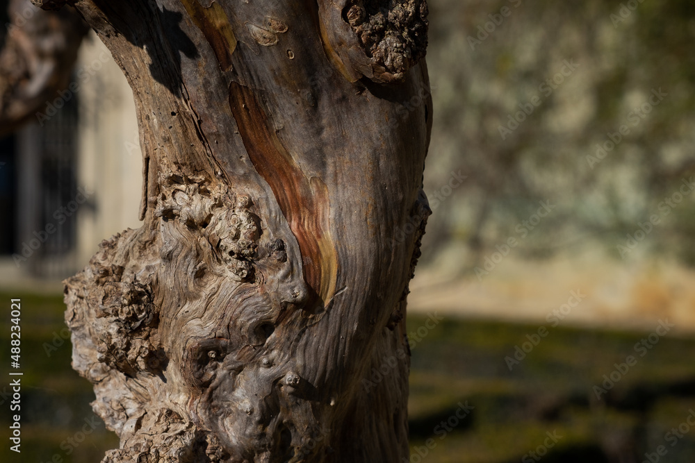 Fototapeta premium Gnarled rose wood 