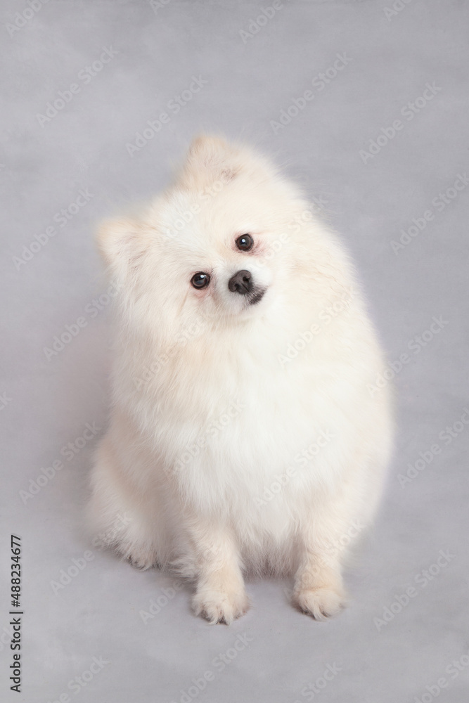 Fototapeta premium White Fluffy Pomeranian