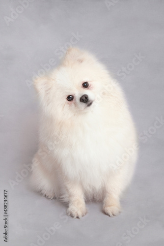 White Fluffy Pomeranian