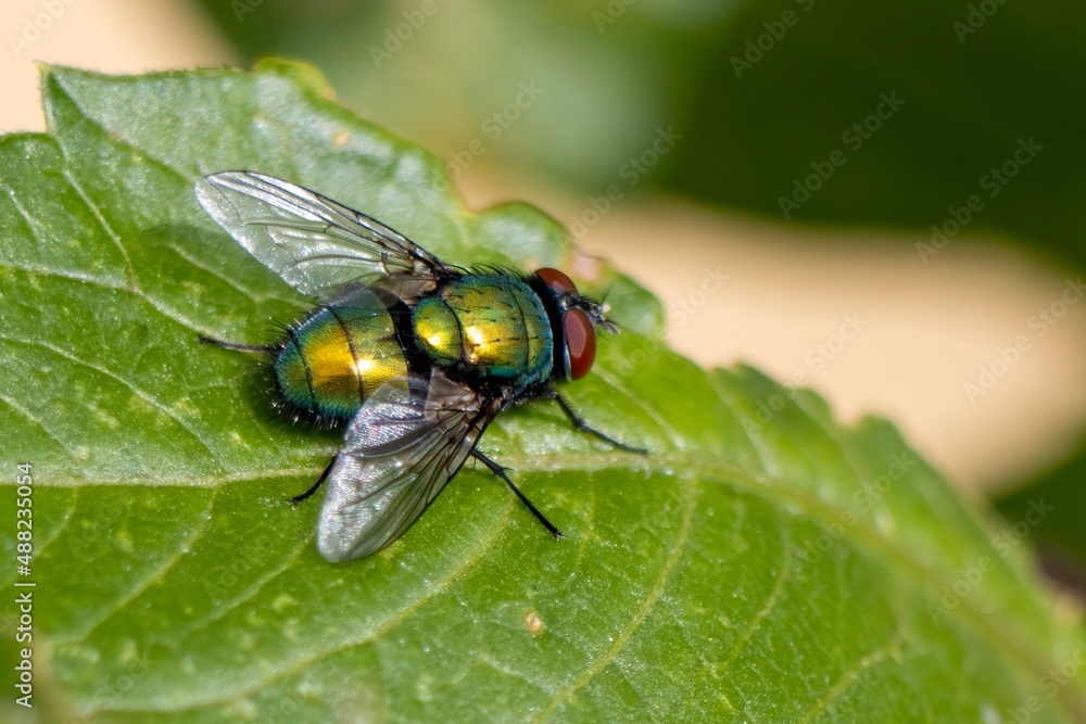 Fly on a flower Fly on a flower