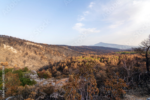 Burned forest in Attica, Greece, after the bushfires at Parnitha Mount and the districts of Varympompi and Tatoi, in early August 2021.