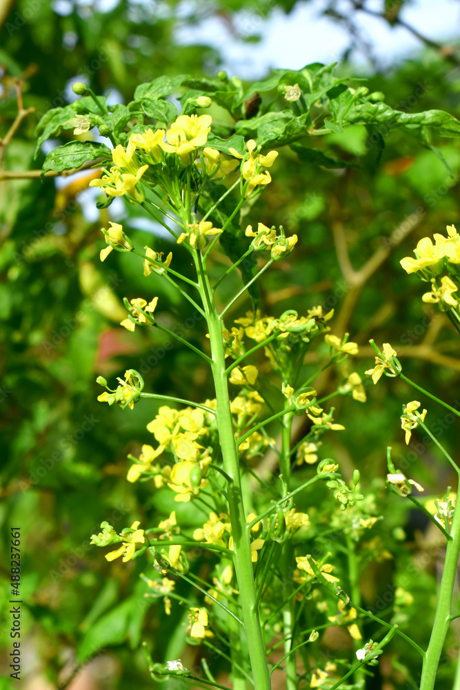 Close up of yellow flowers of Chinese mustard on green nature blurred background. ( Brassica juncea, commonly brown mustard, Chinese mustard, Indian mustard, leaf mustard, Oriental mustard and vegetab Close up of yellow flowers of Chinese mustard on green nature blurred background. ( Brassica juncea, commonly brown mustard, Chinese mustard, Indian mustard, leaf mustard, Oriental mustard and vegetab