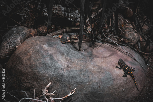 reptiles on stones in jungle ambient   © GiuliaMaria