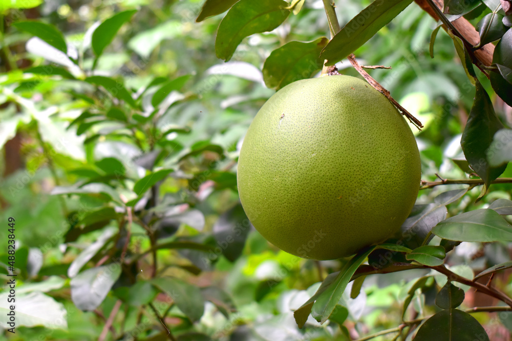 Close up of a green Pomelo fruit with green leaves hanging from pomelo tree on green nature blurred background. Organic fruits garden in spring season in Thailand. Close up of a green Pomelo fruit with green leaves hanging from pomelo tree on green nature blurred background. Organic fruits garden in spring season in Thailand.