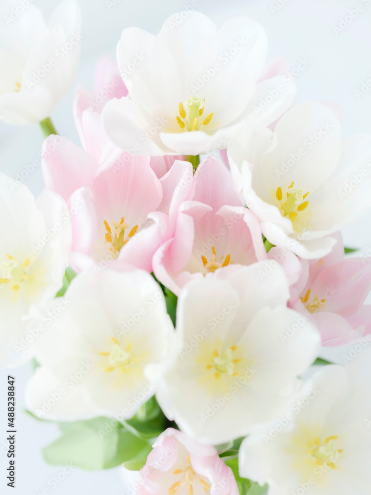 Fototapeta premium close up view to heads of white and pink tulips in soft light