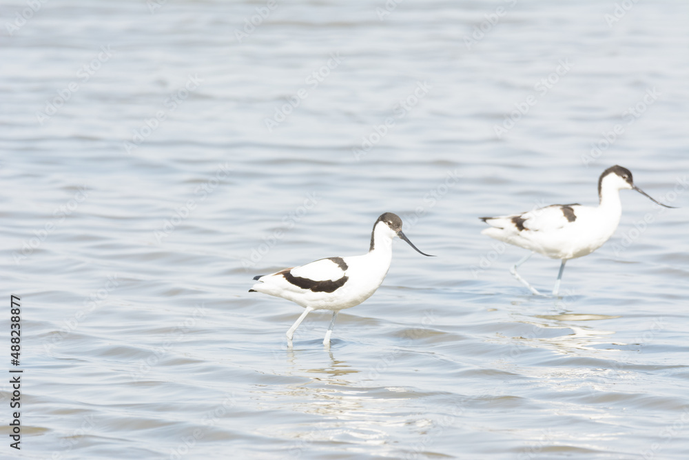 avoceta (recurvirostra avosetta) water bird avoceta (recurvirostra avosetta) water bird