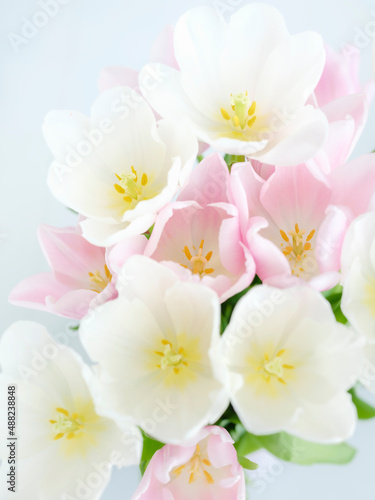 close up view to petals of pink and white tulips in soft light