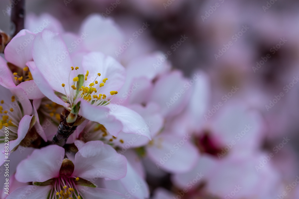 Close up of pink almond flower blooming Close up of pink almond flower blooming