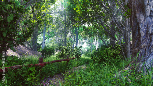 Фотография Sentier dans une forêt calme et paisible avec des peupliers et des boulots