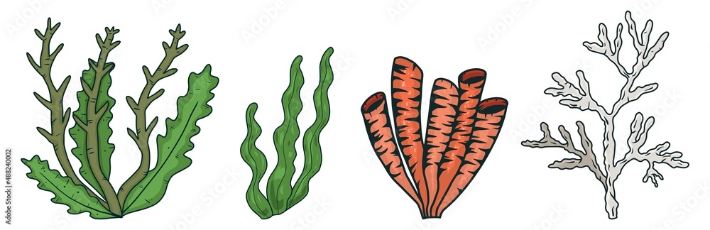 Seaweed set. Water grass vector isolated on white background Seaweed set. Water grass vector isolated on white background