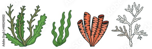 Seaweed set. Water grass vector isolated on white background