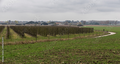 Landscape view of bare apple trees before blossems at an agriculture field around Hakendover photo