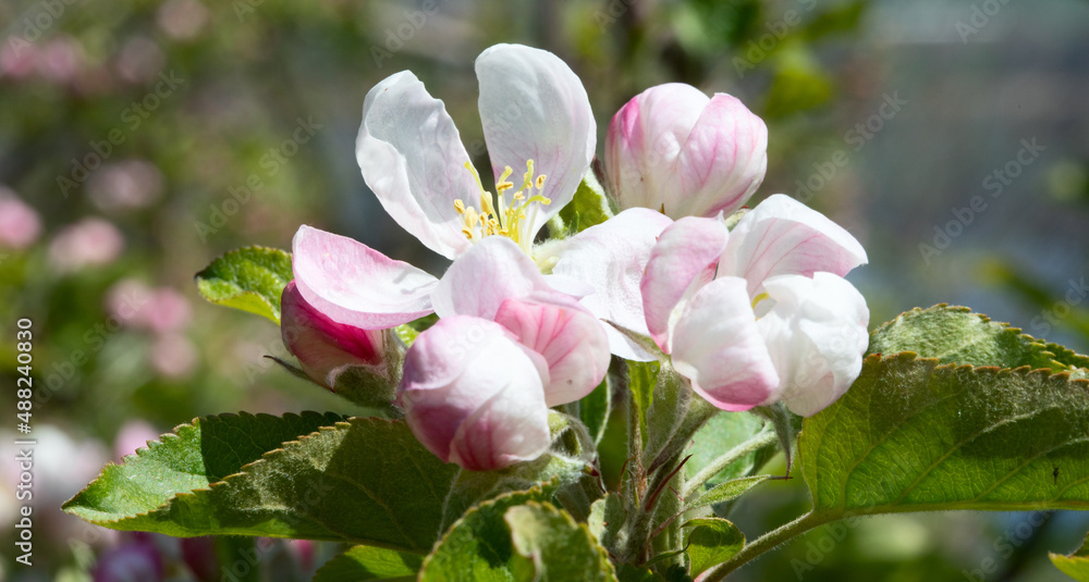 Apple garden