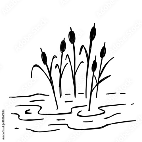 Doodle swamp. Sketch of natural pond or lake with reeds and sedge. Line design