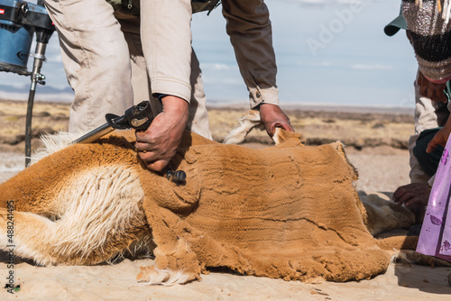 Картината върху платно traditional shearing and cutting of vicuña fiber in the Andes mountain range on