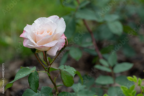 Closeup shot of a white rose blossoming in the garden