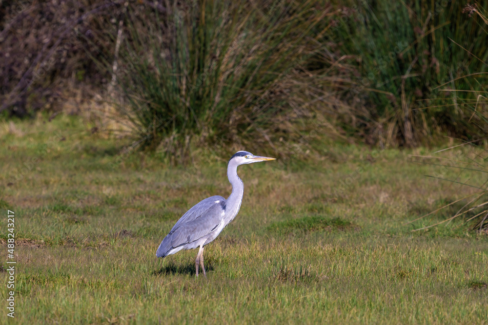 Obraz premium Gray Heron (Ardea cinerea) perched on grass