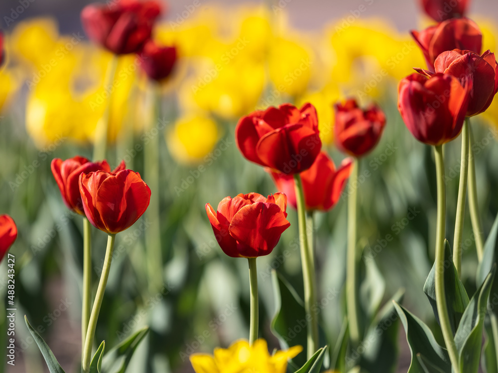 Fototapeta premium Red and yellow tulips on a green background