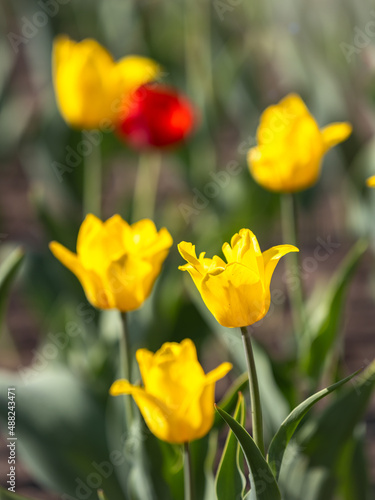 Colorful yellow tulips blossom in spring garden