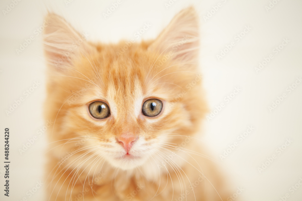 Ginger Kitten