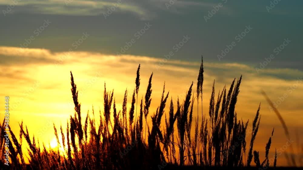 Grass spikes weaving in the wind at sunset Grass spikes weaving in the wind at sunset