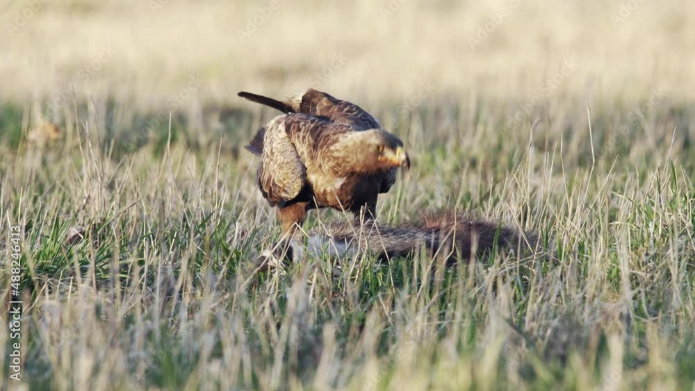 lesser spotted eagle (Aquila pomarina) in spring on the ground. Eat