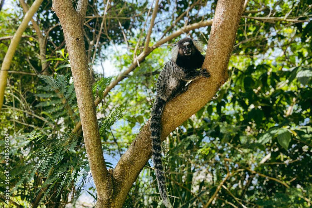 monkey on a tree monkey on a tree