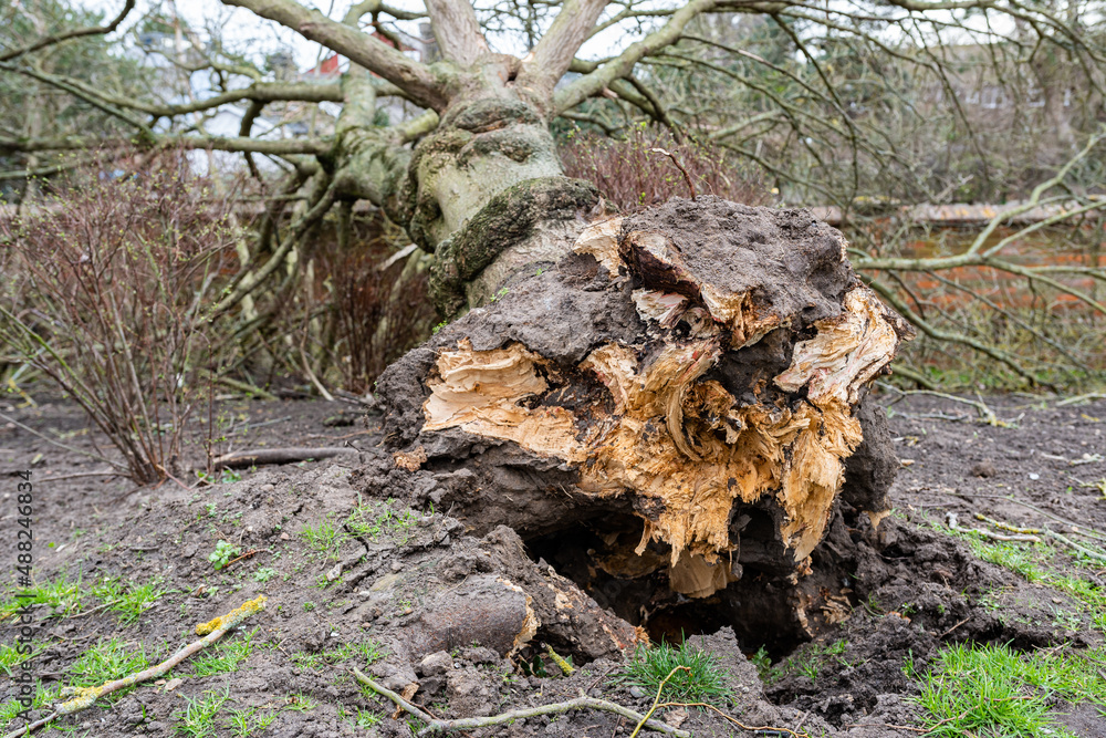 Fallen tree due to bad stormy weather. Climate change, extreme weather, storm concept Fallen tree due to bad stormy weather. Climate change, extreme weather, storm concept