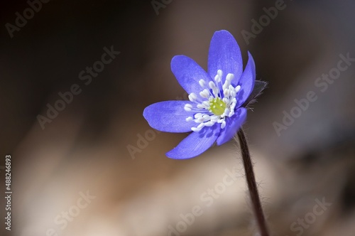 Spring medicinal flower Liverwort - Hepatica Nobilis photo