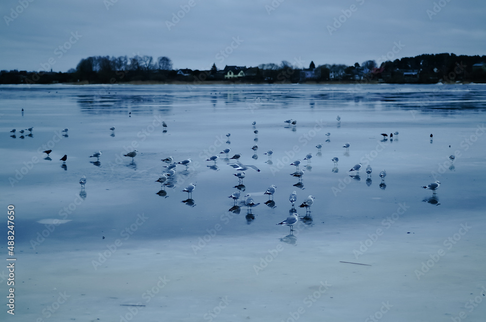 frozen river in winter, swans ducks and seagulls swim in the winter river frozen river in winter, swans ducks and seagulls swim in the winter river